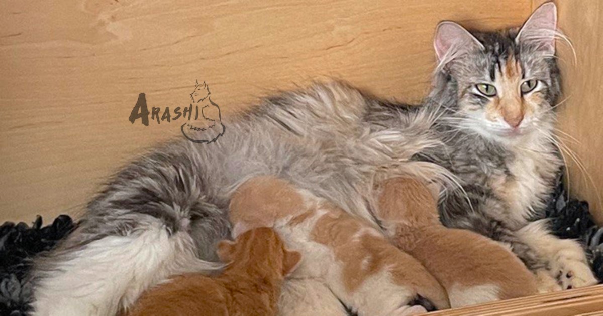 Photo showing our three current norwegian forest kittens with their mommy Elora