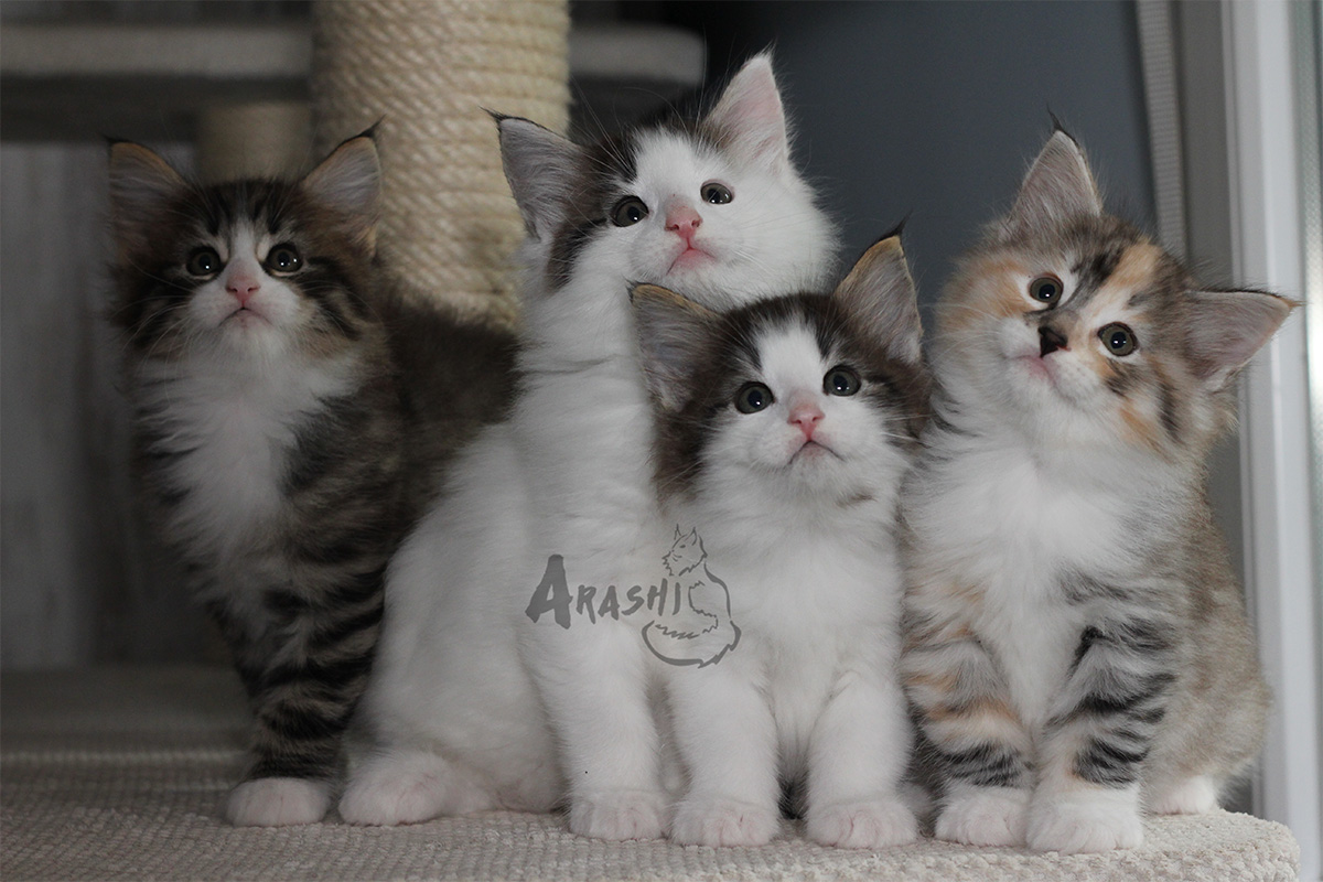 Fotografía de los tres gatitos de la camada de bosque de noruega Arashi de agosto de 2024