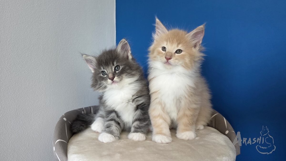 A photograph of our latest norwegian forest cat Kittens Arashi Banjo and Kazooie