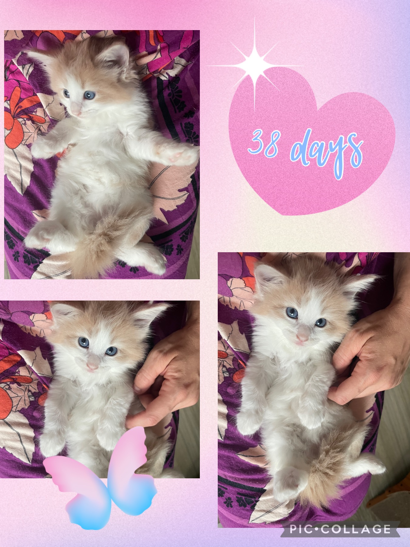 Photo showing our cream and white norwegian forest female kitten
