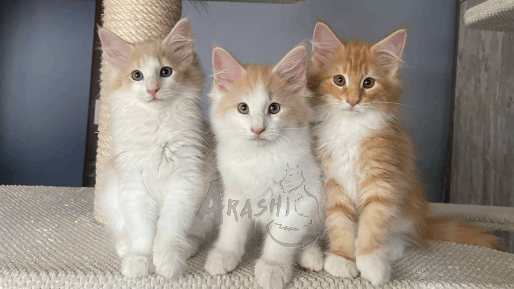 Fotografía de los tres gatitos de la camada de bosque de noruega Arashi de mayo de 2024