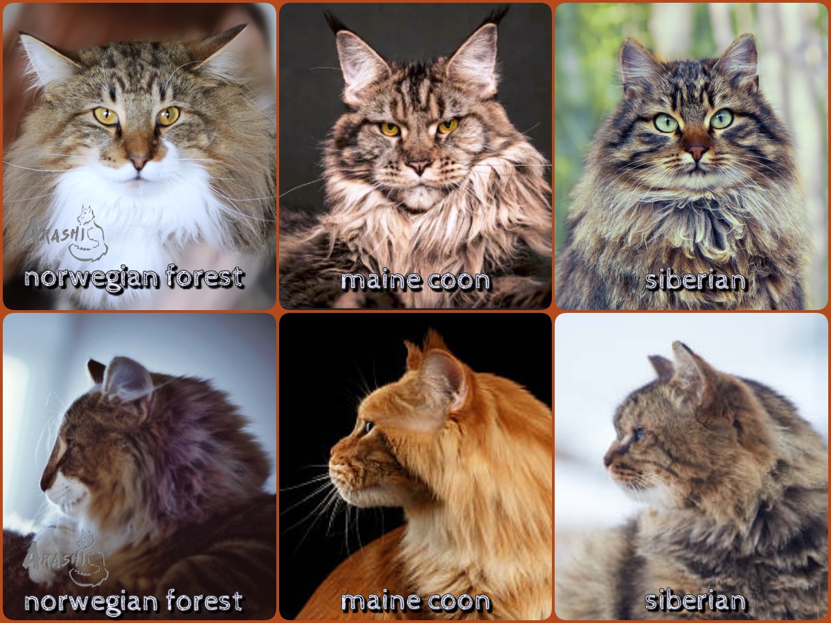 29+ Norwegian Forest Cat Size Comparison Maine Coon Background