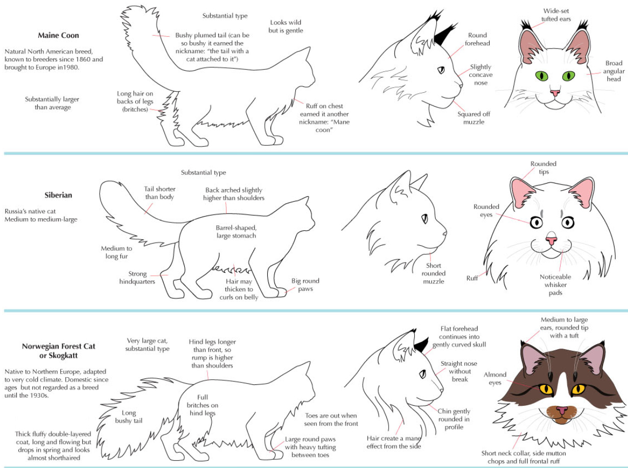 Norwegian Forest Cat Size Comparison